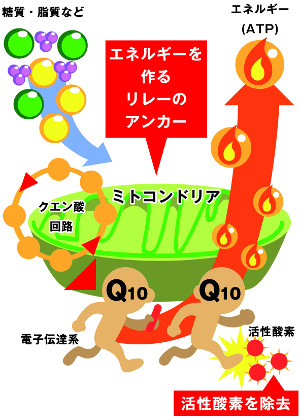 戸原開人が始めた毎日の 還元型コエンザイムq10習慣 とは Lumina Webマガジン